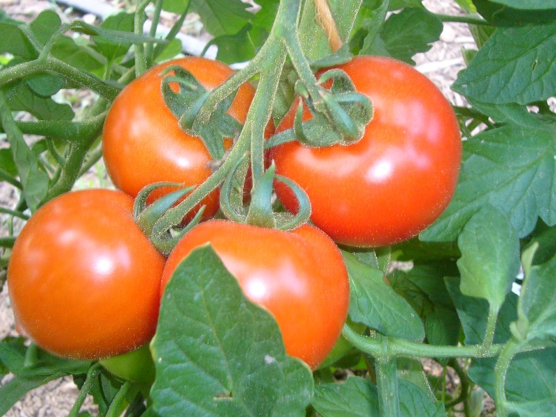 Unsere Tomaten ...